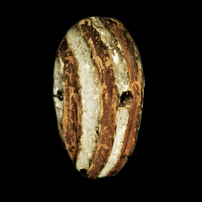 Yela / Kela Ancestor Mongo Mask, Congo #645 - Image 4
