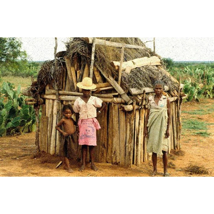 Mahafaly AloAlo Funery Pole Fragment Long Horn Zebu Steer, Madagascar #742 - Image 9