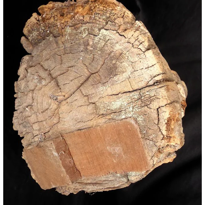 Mahafaly AloAlo Grave Post Fragment, Madagascar #881 - Image 11