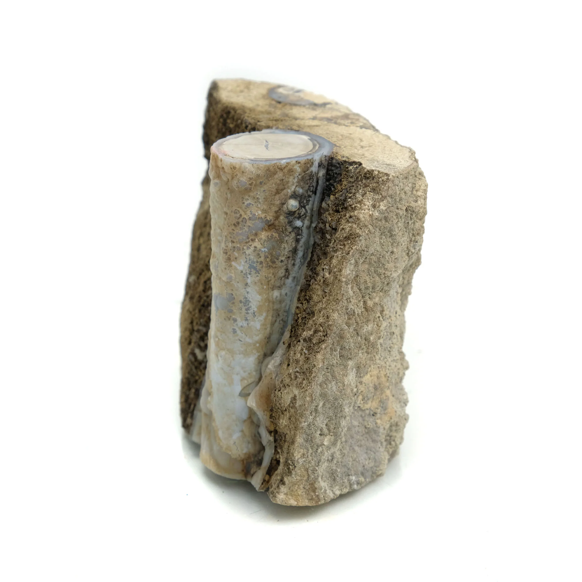 Fossilized Coral in Botryoidal Form with Silicate Druzy Specimen #95 - Image 3