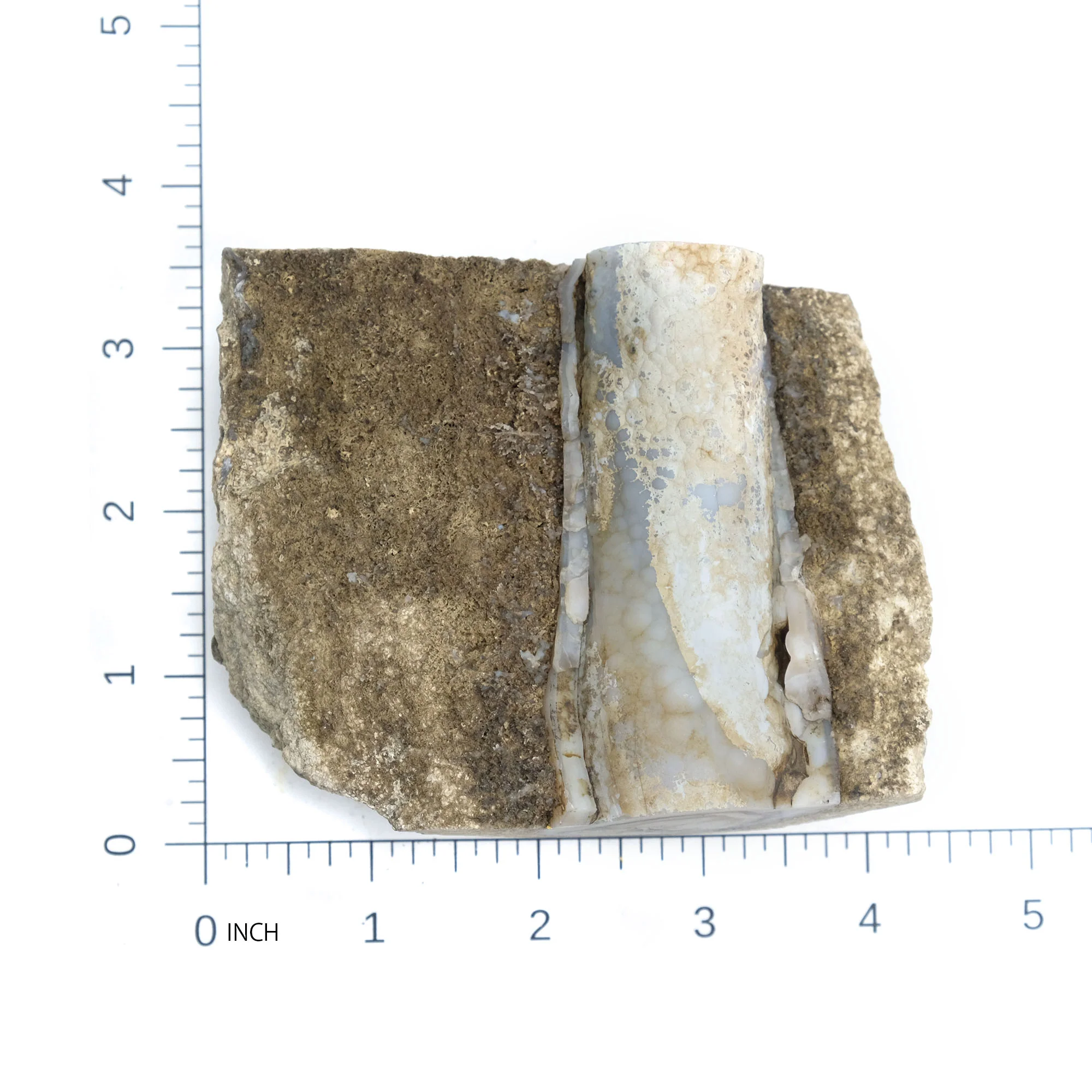 Fossilized Coral in Botryoidal Form with Silicate Druzy Specimen #95 - Image 6