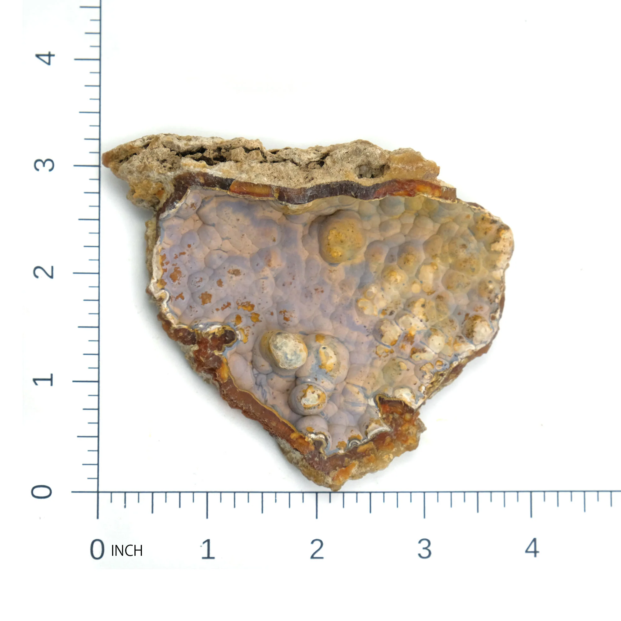 Fossilized Coral in Botryoidal Form with Silicate Druzy Specimen #97 - Image 6