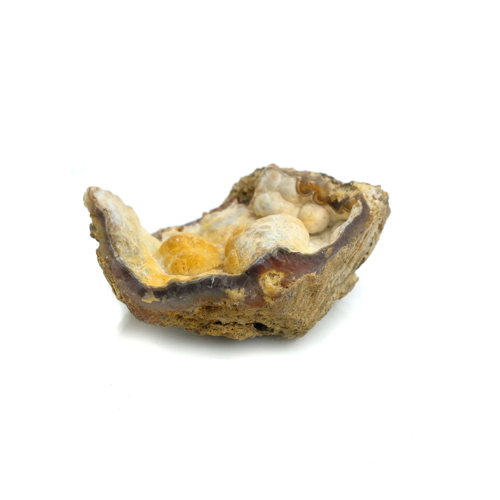 Fossilized Coral in Botryoidal Form with Silicate Druzy Specimen #98 - Image 4
