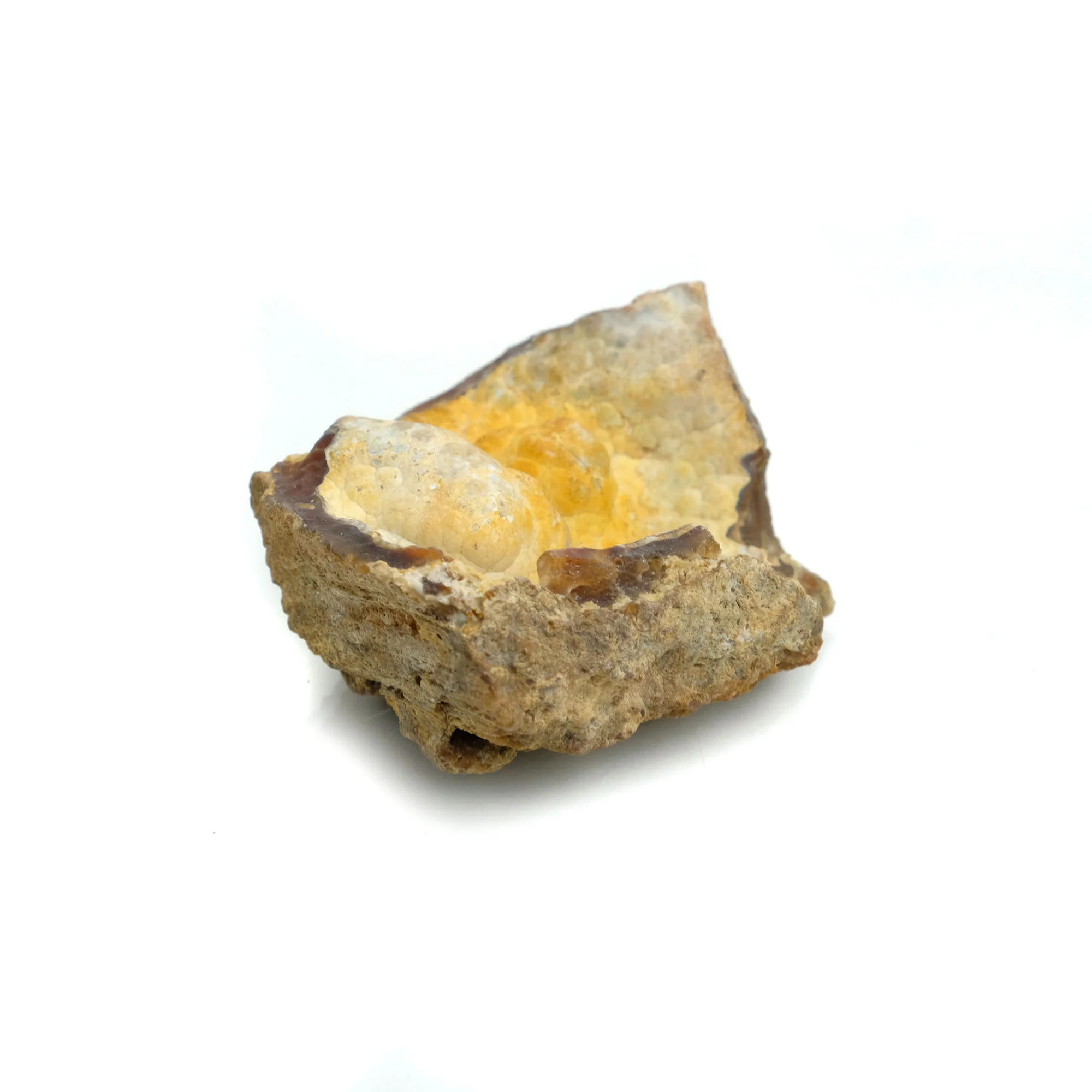Fossilized Coral in Botryoidal Form with Silicate Druzy Specimen #98 - Image 5