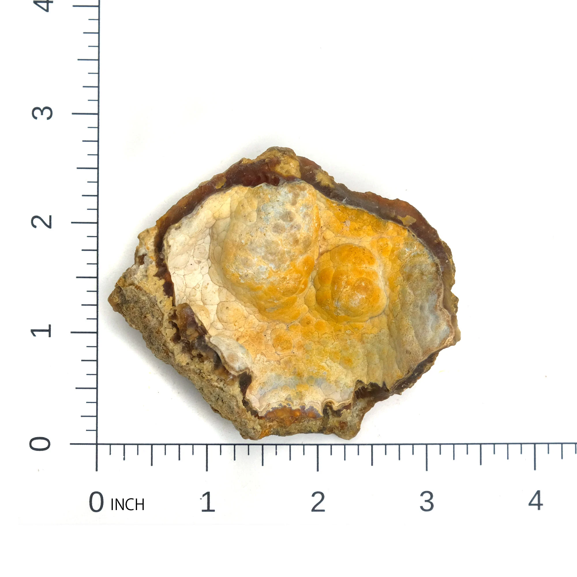 Fossilized Coral in Botryoidal Form with Silicate Druzy Specimen #98 - Image 6