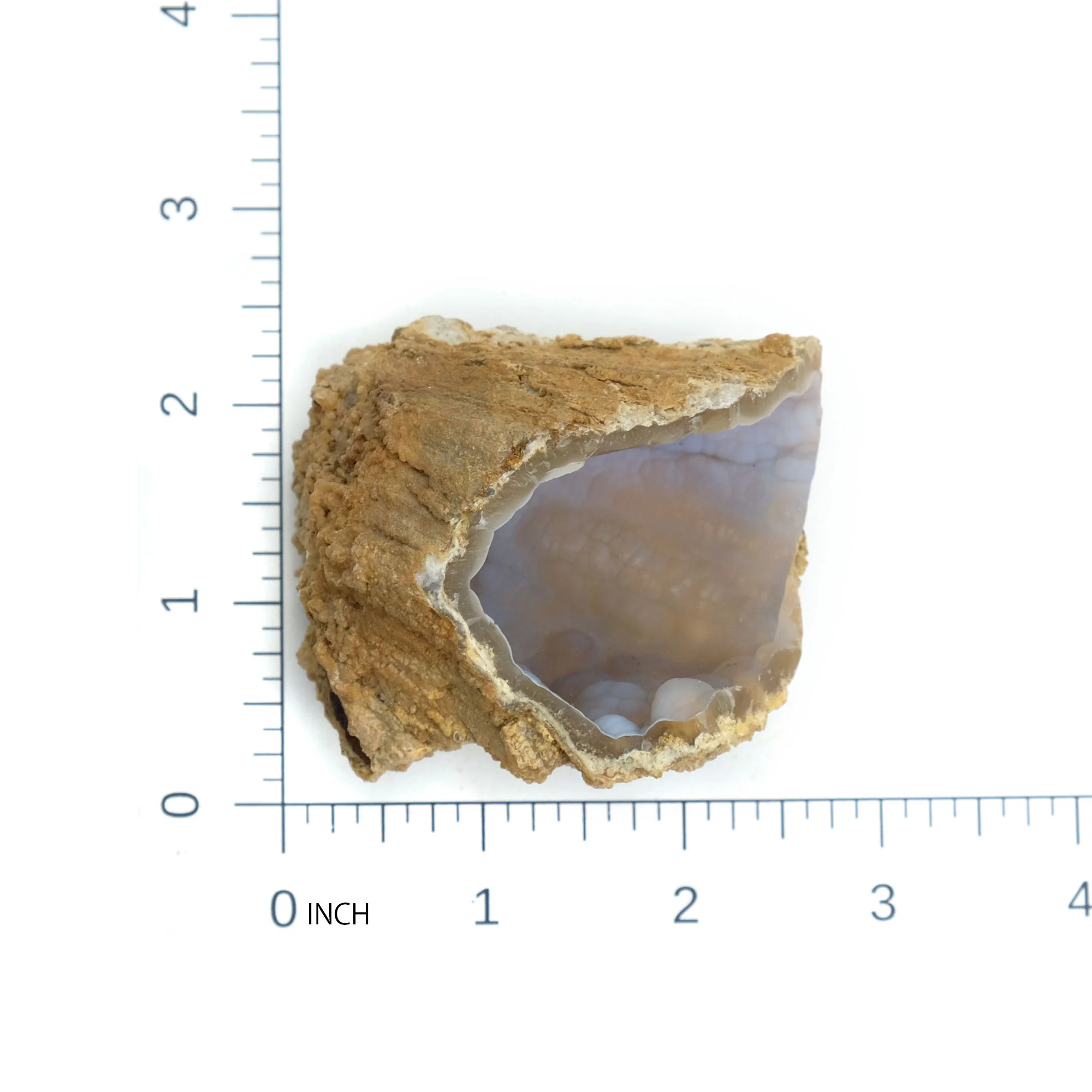 Fossilized Coral in Botryoidal Form with Silicate Druzy Specimen #99 - Image 6