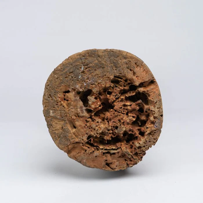 Urhobo Male Edjo Ikenga Warrior Statuette #341 - Image 11